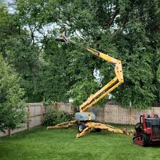 Best Root Management and Removal  in Junction City, OR