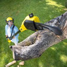 Best Tree and Shrub Care  in Junction City, OR