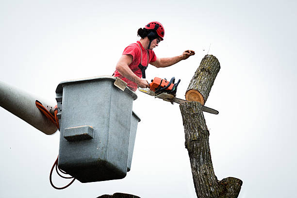 Best Fruit Tree Pruning  in Junction City, OR